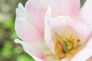 roze tulp bloemen in voorjaar tijd. dichtbij omhoog macro van vers voorjaar bloem in tuin. zacht abstract bloemen poster, extreem macro, selectief focus. inspirerend bloemen behang vakantie kaart foto