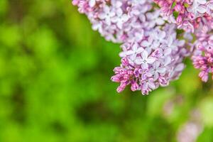 mooi geur paars Purper lila bloesem bloemen in voorjaar tijd. dichtbij omhoog macro twijgen van lila selectief focus. inspirerend natuurlijk bloemen bloeiend tuin of park. ecologie natuur landschap foto