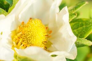 industrieel teelt van aardbeien. struik van aardbei met bloem in voorjaar of zomer tuin bed macro dichtbij omhoog. natuurlijk groeit van bessen Aan boerderij. eco gezond biologisch voedsel tuinbouw concept foto