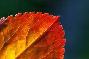 close-up natuurlijke herfst herfst macro weergave van rood oranje blad gloed in de zon op wazig groene achtergrond in tuin of park. inspirerende natuur oktober of september behang. verandering van seizoenen concept. foto