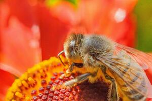 honing bij gedekt met geel stuifmeel drinken nectar, bestuiven oranje bloem. inspirerend natuurlijk bloemen voorjaar of zomer bloeiend tuin achtergrond. leven van insecten. macro dichtbij omhoog selectief focus. foto