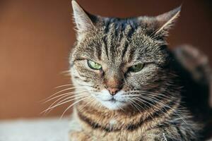 grappig portret arrogante kortharige binnenlandse gestreepte kat die thuis ontspant. kleine kitten mooi lid van de familie binnen spelen. huisdier zorg gezondheid en dier concept. foto