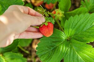 tuinieren en landbouw concept. vrouwelijke landarbeider hand oogst rode verse rijpe biologische aardbeien in de tuin. veganistische vegetarische zelfgekweekte voedselproductie. vrouw aardbeien plukken in veld. foto