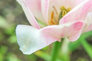 roze tulp bloemen in voorjaar tijd. dichtbij omhoog macro van vers voorjaar bloem in tuin. zacht abstract bloemen poster, extreem macro, selectief focus. inspirerend bloemen behang vakantie kaart foto