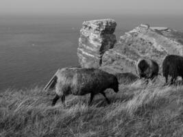 Helgoland eiland in de Noordzee foto