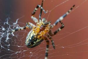 arachnofobie angst van spin beet concept. macro dichtbij omhoog spin Aan spinneweb spin web Aan wazig bruin achtergrond. leven van insecten. verschrikking eng beangstigend banier voor halloween. foto
