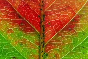 detailopname herfst vallen extreem macro structuur visie van rood oranje groen hout vel boom blad gloed in zon achtergrond. inspirerend natuur oktober of september behang. verandering van seizoenen concept. foto