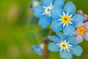 mooi wild vergeet me niet myosotis bloem bloesem bloemen in voorjaar tijd. dichtbij omhoog macro blauw bloemen, selectief focus. inspirerend natuurlijk bloemen bloeiend zomer tuin of park. foto