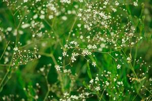 wit gypsophila bloem. foto