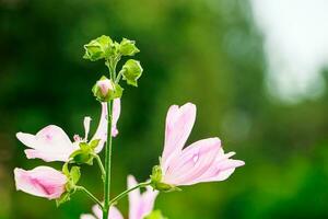 delicaat roze bloem malva alcea. foto