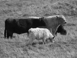 de Duitse eiland van Helgoland foto