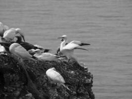 Helgoland eiland in de Noordzee foto