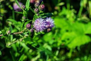 een Purper carduus acanthoide bloem. ook bekend net zo een doornig pluimloos distel. foto