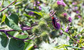 vanessa Atlanta of rood admiraal vlinder verzamelt nectar Aan groter klit of arctium lappa l bloemen foto