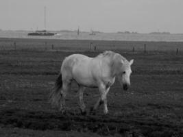 eiland in de Duitse noorden zee foto