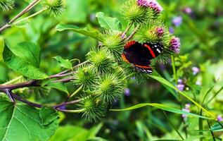vanessa Atlanta of rood admiraal vlinder verzamelt nectar Aan groter klit of arctium lappa l bloemen foto