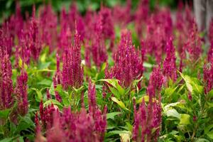 roze hanekam of abanico bloemen celosia argentea zijn versierd in de botanisch tuinen in Bangkok voor de openbaar naar zien de tuinen en nemen afbeeldingen net zo een backdrop dat geeft een vers gevoel. foto