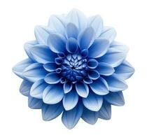 blauw dahlia bloem geïsoleerd foto