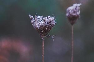 droge bloemen planten in de natuur in het herfstseizoen foto