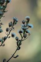 droge bloemen planten in de natuur in het herfstseizoen foto