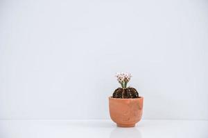 de witte cactus bloemen bloeien in de pot op witte achtergrond. foto