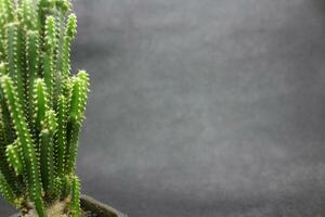 cactus planten in klein potten foto