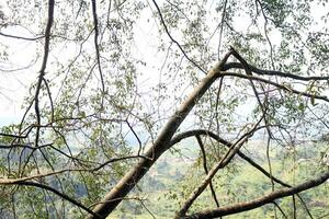 visie van schaduwrijk boom boomstammen Aan een heuvel foto