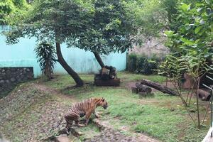 een tijger leven in een kooi Bij dierentuin foto