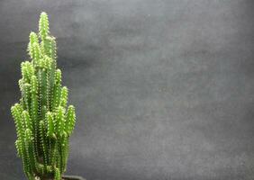 cactus planten in klein potten foto