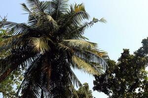 kokosnoot bomen zijn groot en schaduwrijk foto