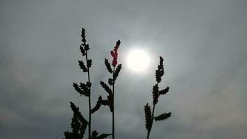 planten met een helder maan en donker wolken foto