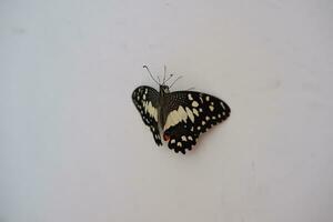 vlinder Aan de wit muur. papilio machaon foto