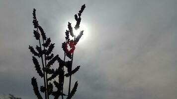 planten met een helder maan en donker wolken foto