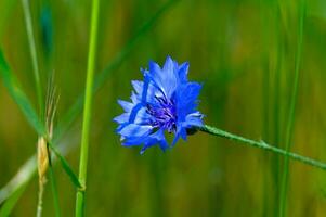 blauw zomer korenbloem Aan groen weide achtergrond in detailopname foto