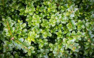 buxus achtergrond detailopname foto