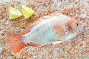 vers tilapia met roze zout foto