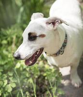 witte hondenras jack russell terrier