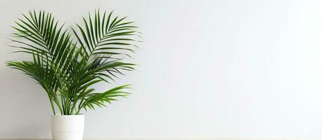 minimaal tropisch kamerplant huis decor kentia of areca palm tegen wit muur palm boom in pot geïsoleerd Aan wit achtergrond huis tuinieren liefde van kamerplanten foto