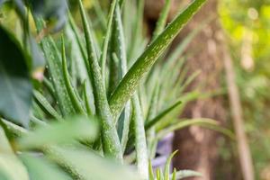 close-up aloë vera plant