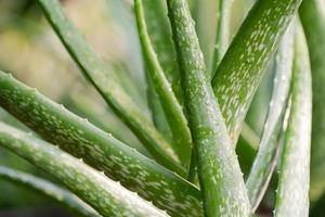 close-up aloë vera plant foto