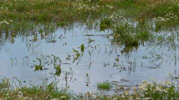 staand water in een wild bloem weide foto