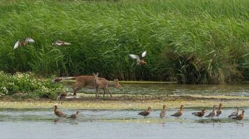 Chinese water hert volwassen en reekalf verontrustend steltlopers foto