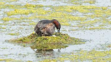 weinig fuut neigen haar eieren in haar drijvend nest foto