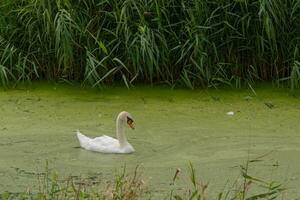 zwaan zwemmen alleen door dik groen algen foto