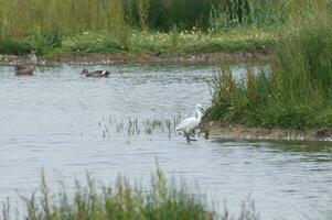 zilverreiger stalken in moeras ondiepten foto