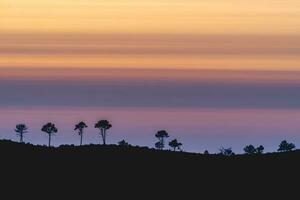 silhouet van de boomgrens , Bij zonsondergang in albergaria da serra, Portugal. foto