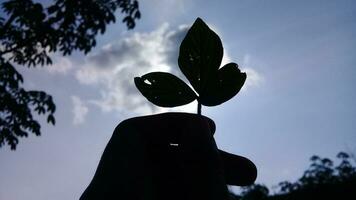 visie van een blad met silhouet van hieronder in een tuin foto