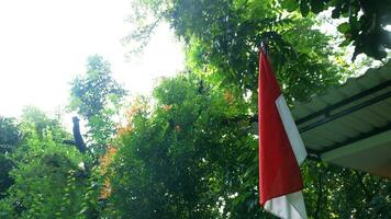 Indonesisch vlag in de park foto