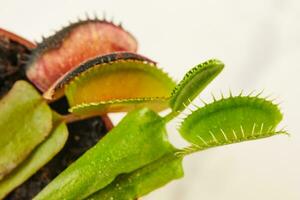 dionaea gespierd Venus flytrap is vleesetend plant, vleesetend fabriek voor vangen insecten foto