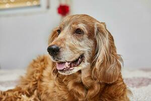 knus hoektand toevluchtsoord, Engels cocker spaniel Aan de bed foto